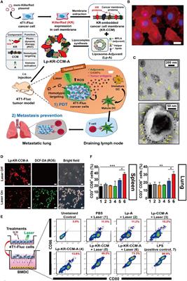 Bioinspired Membrane-Coated Nanoplatform for Targeted Tumor Immunotherapy